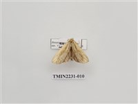 藏品(單排舟蛾)的圖片